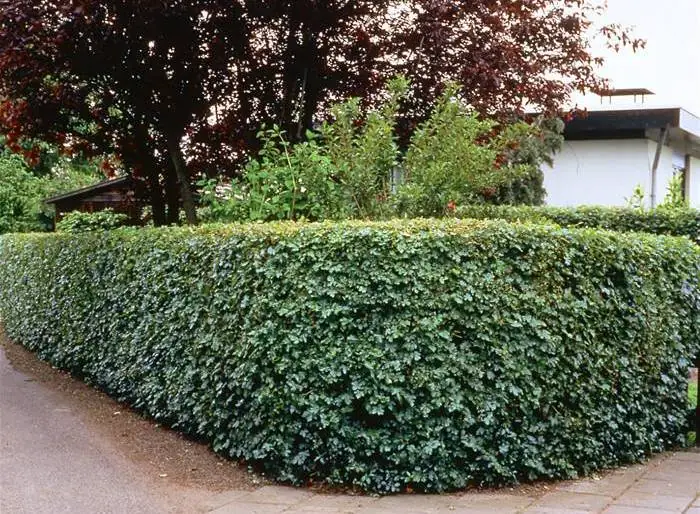 Buy Field Maple Hedge Plants Acer Campestre Hedges