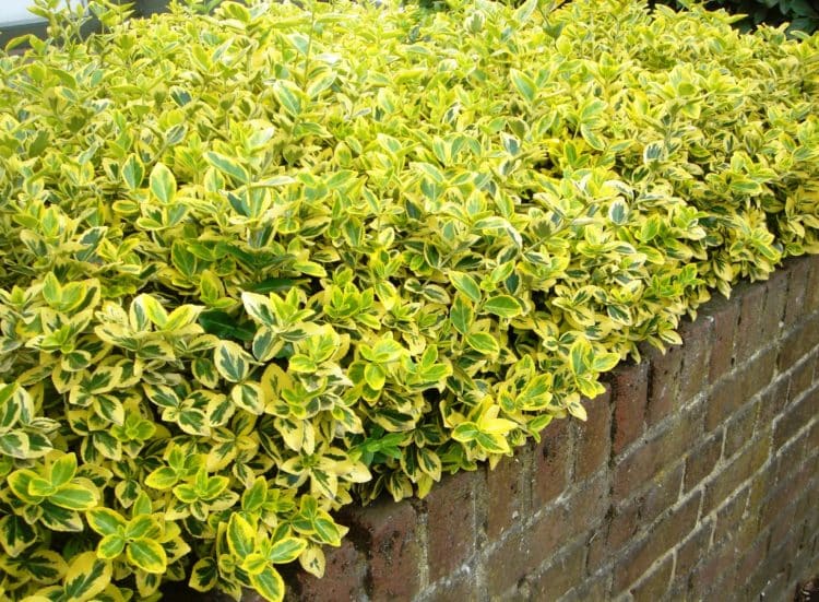 Image of Euonymus Emerald and Gold plant as hedge