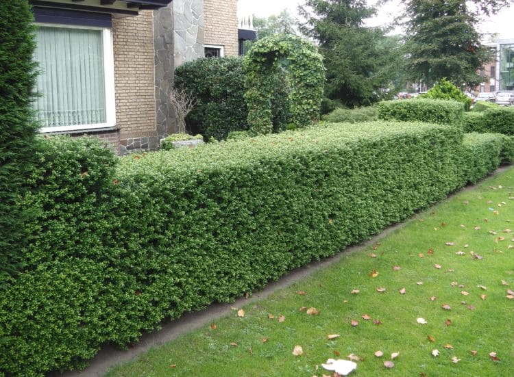 Buy Ilex Crenata Hedging Ilex Crenata Dark Green Hedge Plants