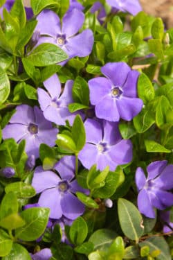 major vinca periwinkle ground violet leaves flowers clipart hopesgrovenurseries info clipground plants