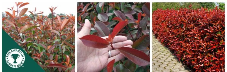 Photinia Red Robin (Photinia x Fraseri) Hedging Plants
