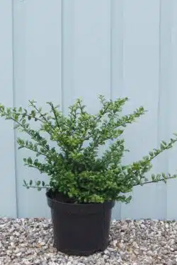 Holly Japanese Convexa Potted Hedging 25-40cm 120-0in