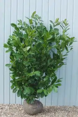 Laurel Common Rootball Hedging 150-175cm 60-72in
