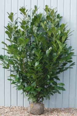 Laurel Common Rootball Hedging 175-200cm 72-78in