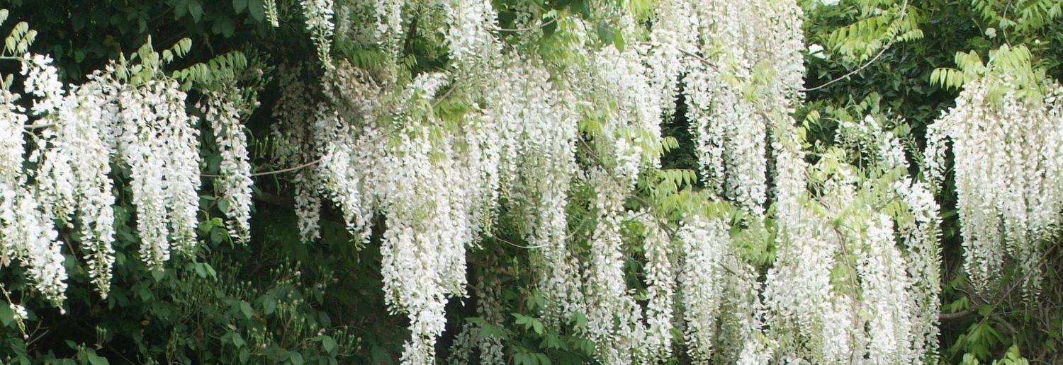 Buy Silk Wisteria (Wisteria Venusta Alba) Hedging Plants Hopes Grove