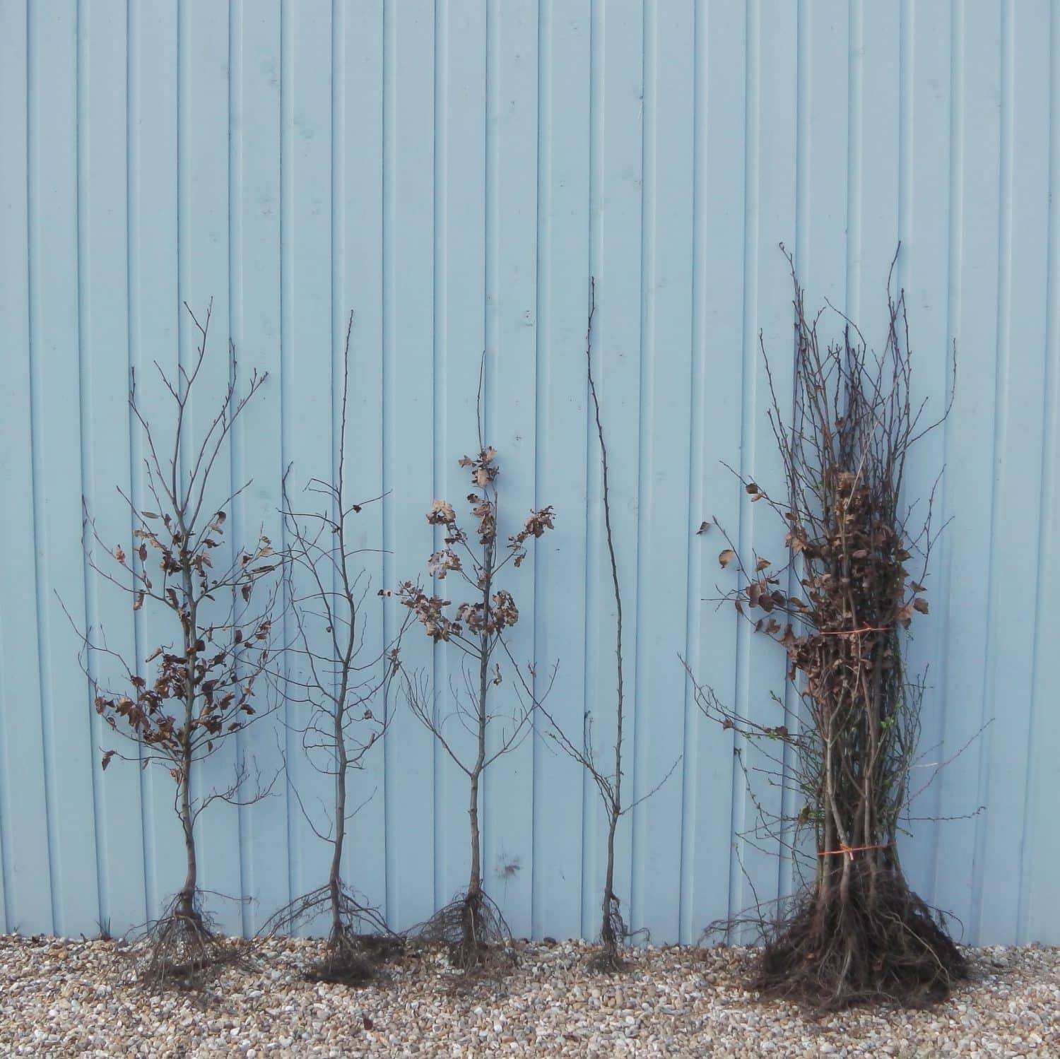 Buy Mixed Native Hedging Plants English & British Hedges Hopes