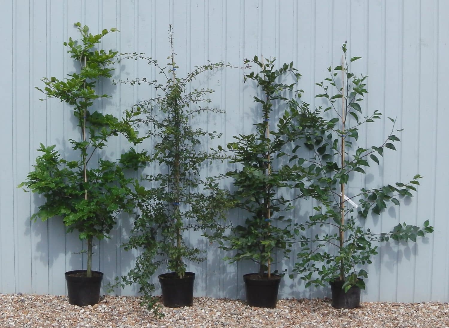 Buy Mixed Native Hedging Plants English & British Hedges Hopes