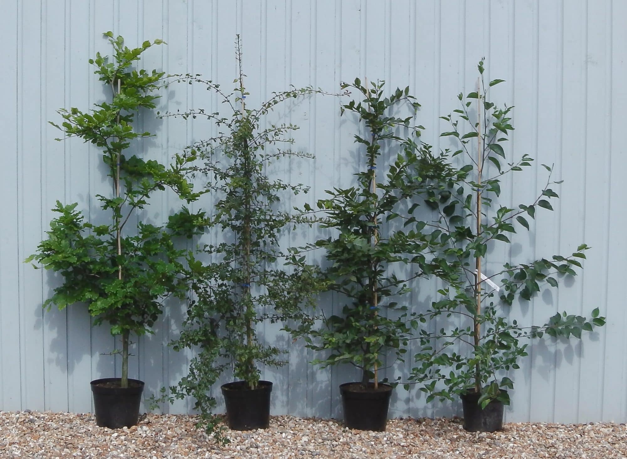 Buy Mixed Native Hedging Plants English & British Hedges Hopes