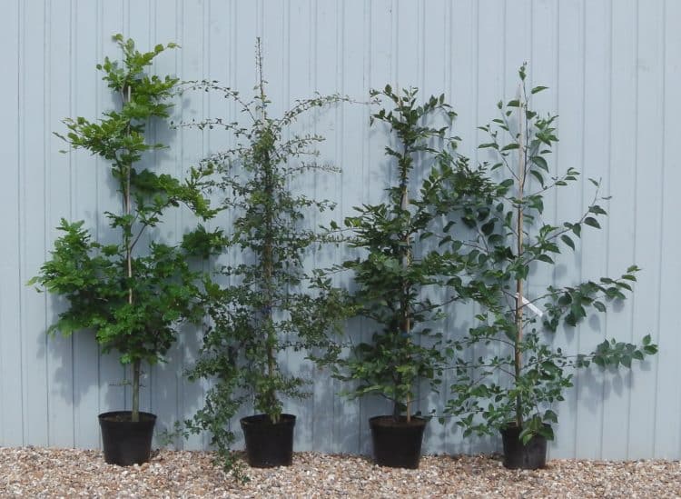 Buy Mixed Native Hedging Plants English & British Hedges Hopes