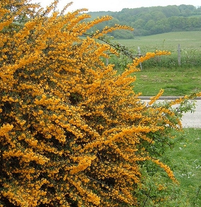 Berberis X stenophylla hedge in flower