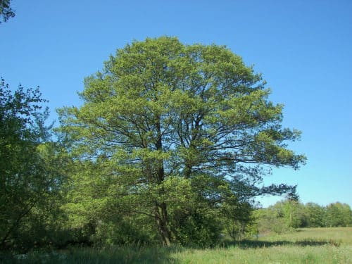 Large Common Alder tree Alnus glutinosa trees and hedging