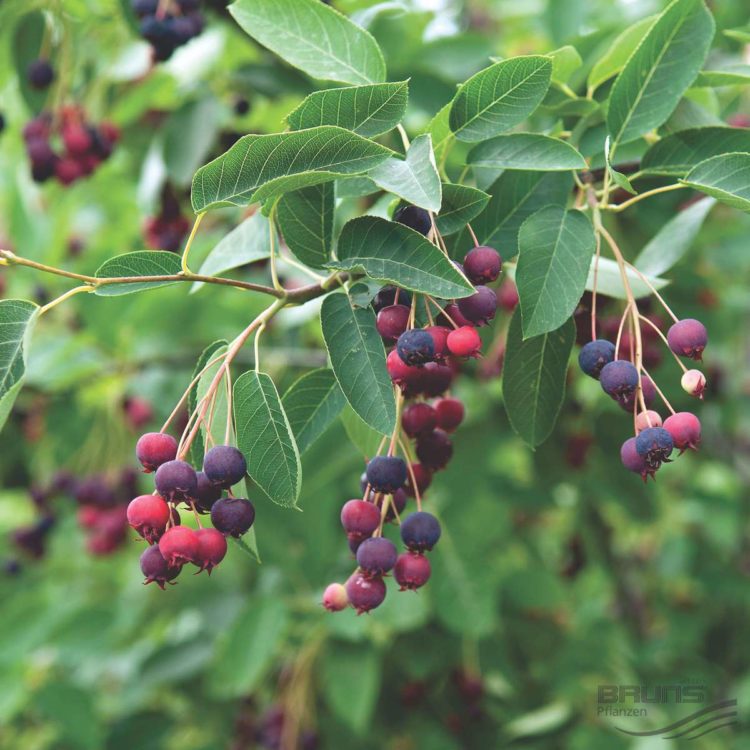 Amelanchier lamarckii hedging and trees berries