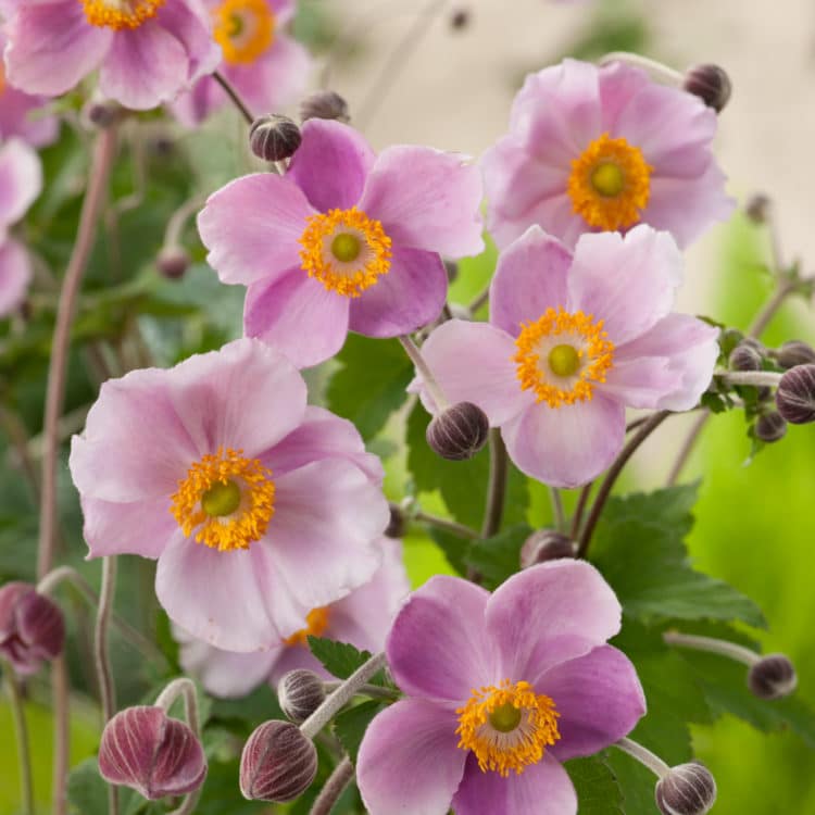 Buy Anemone Perennial Ground Cover & Hedges Hopes Grove Nurseries