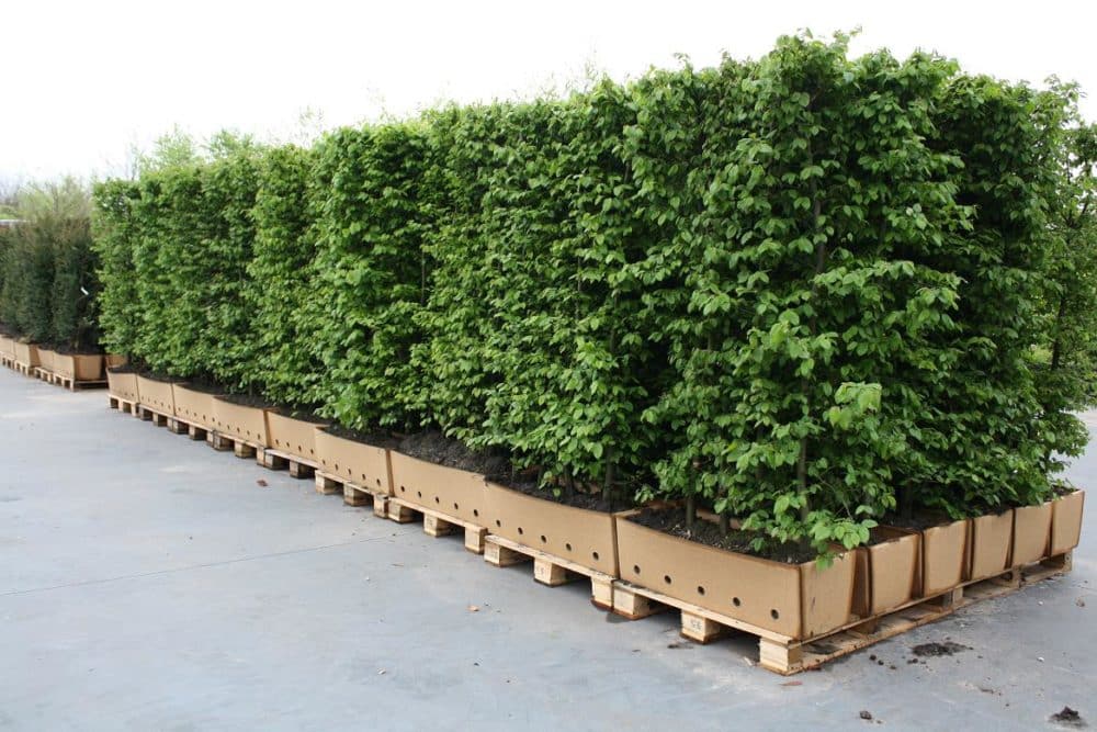 Buy Instant Hedge Plants Instant Hedging in Troughs Hopes Grove