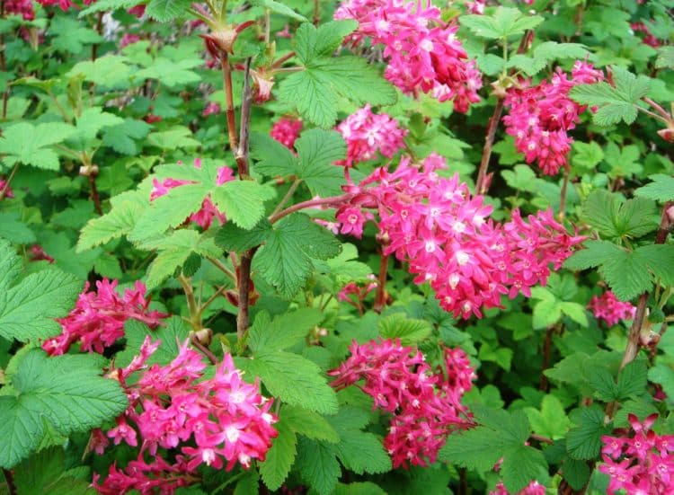 Buy Flowering Currant Ribes sanguineum King Edward VII