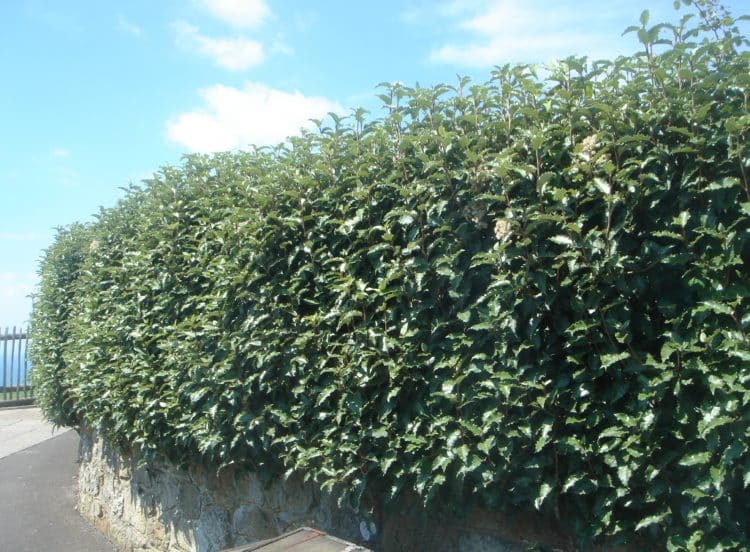 Boundary hedge of Daisy bush Olearia macrodonta
