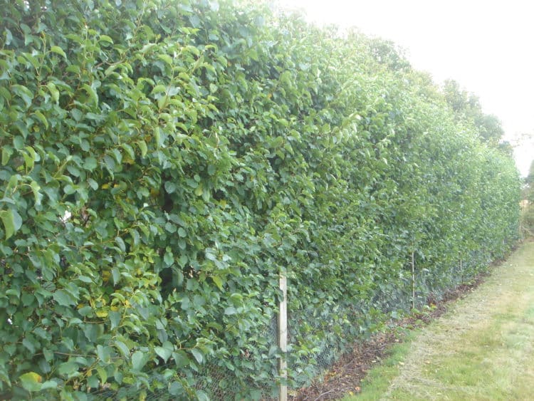 Italian Alder hedge Alnus cordata hedging