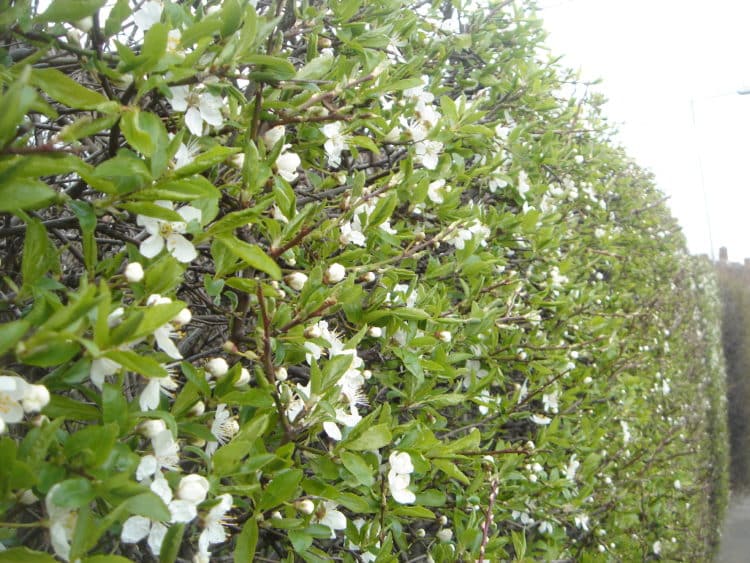 Clipped Blackthorn hedge in flower Prunus spinosa