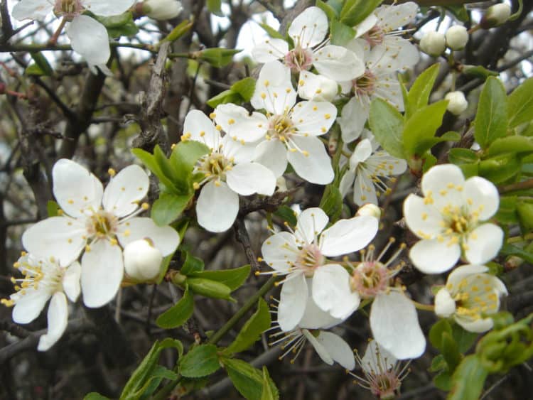 Close up of flowers on Blackthorn hedge plant Prunus spinosa