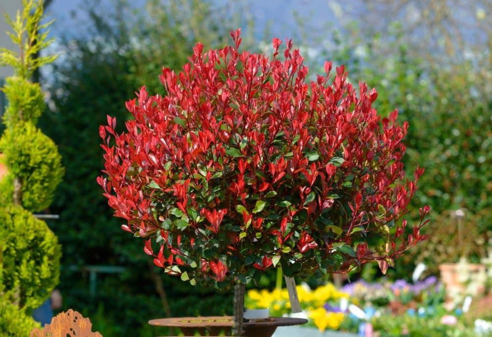 Buy Topiaries Topiary Plants & Trees in Various Shapes Hopes Grove