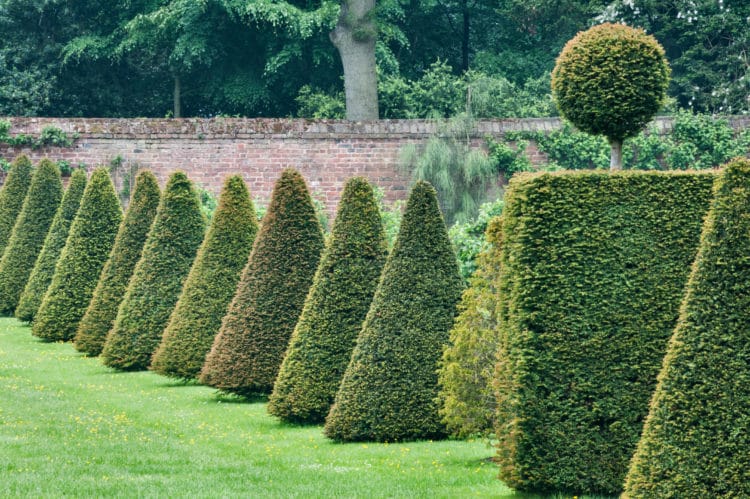 Yew Topiary - Taxus Topiary Shapes - Hopes Grove Nurseries