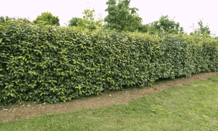 Long hedge of Elaeagnus ebbingeii Limelight