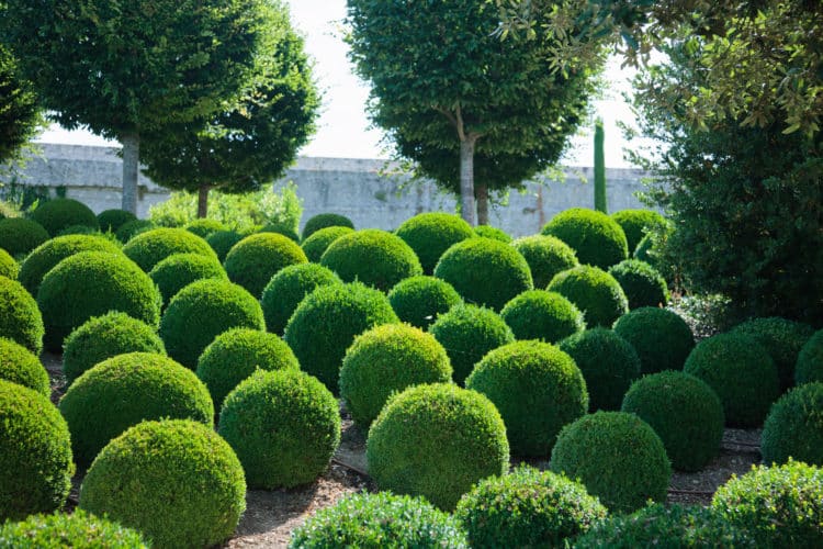 Buy Topiaries Topiary Plants & Trees in Various Shapes Hopes Grove