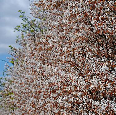 Amelanchier lamarckii flowering hedge