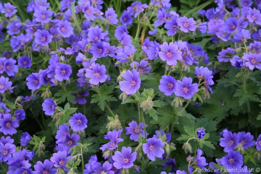 Buy Geranium x Magnificum Rosemoor Purple Cranesbill Hedges Hopes Grove