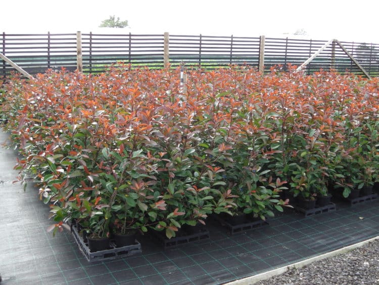 Potted Hedging