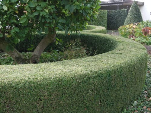 large immaculate Common box hedge Buxus sempervirens