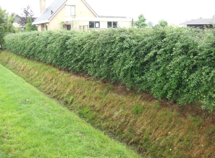 Buy Hawthorn Hedging & Quickthorn Hedge Plants Hopes Grove