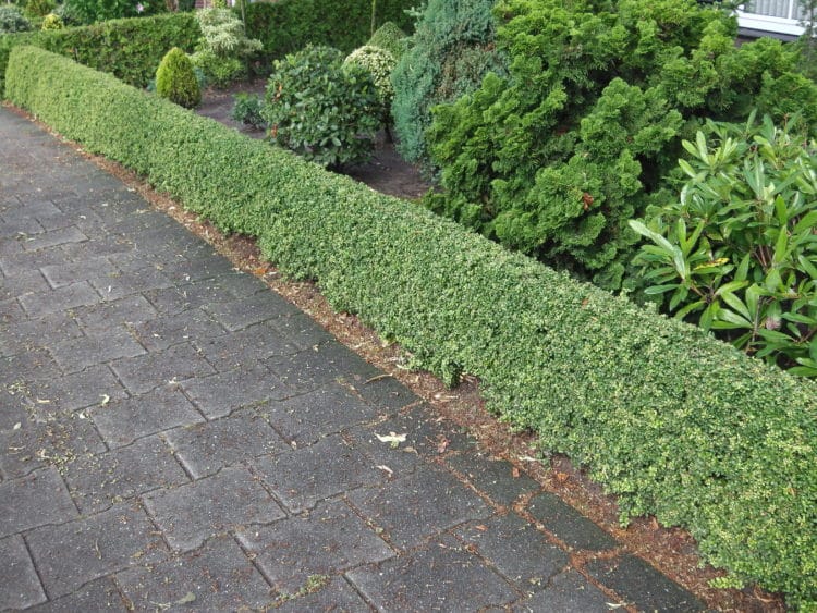 Small decorative hedge of Japanses holly ilex crenata Convexa