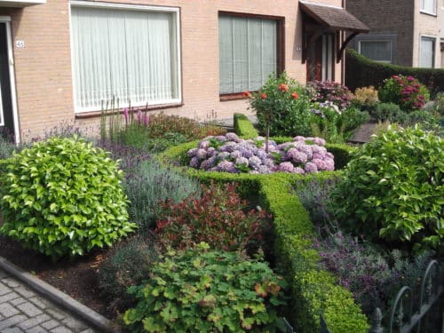 Small Common box hedge design Buxus sempervirens