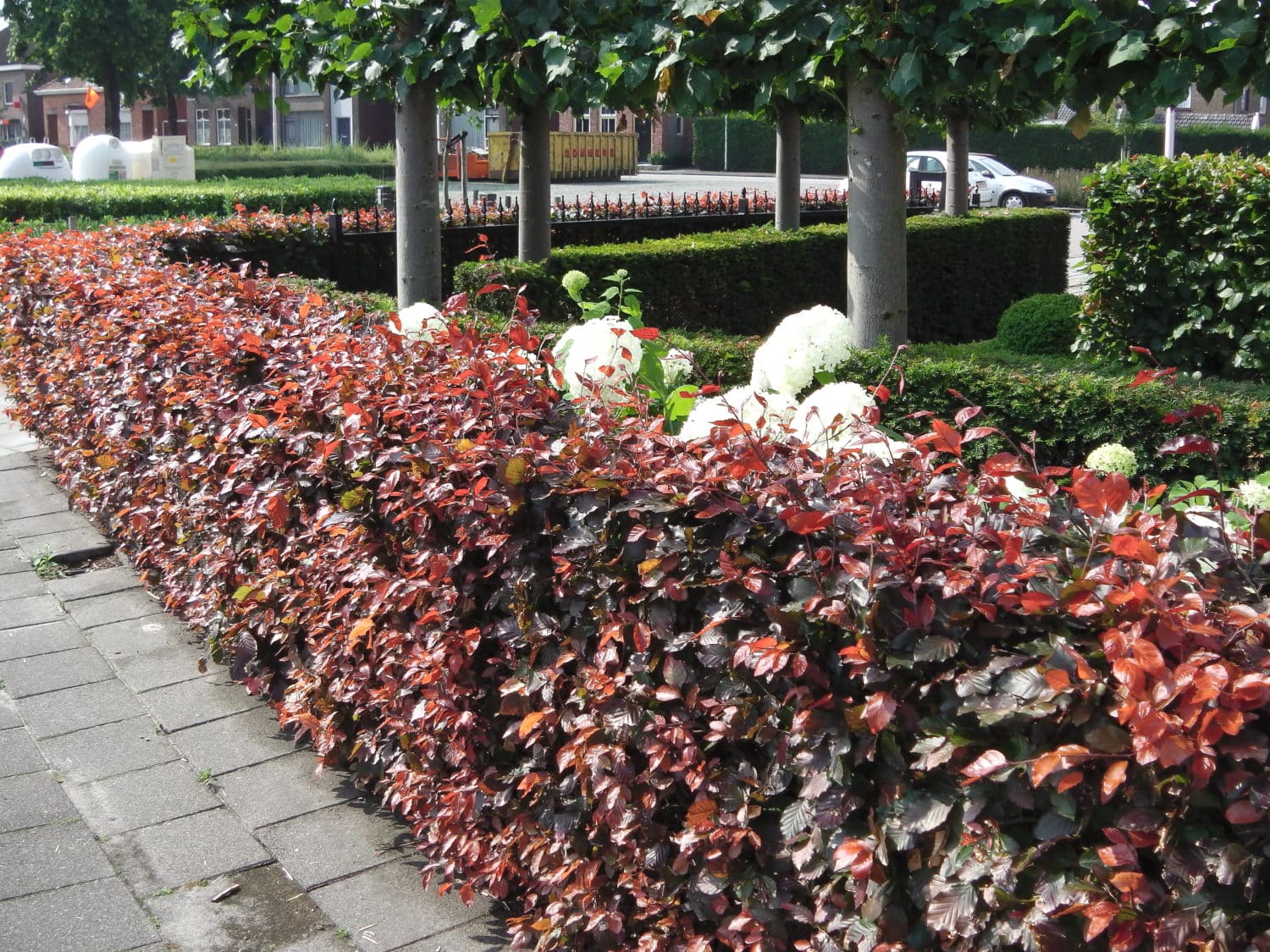 Copper Purple Beech Hedging Plants Pack of 10 Trees Potted