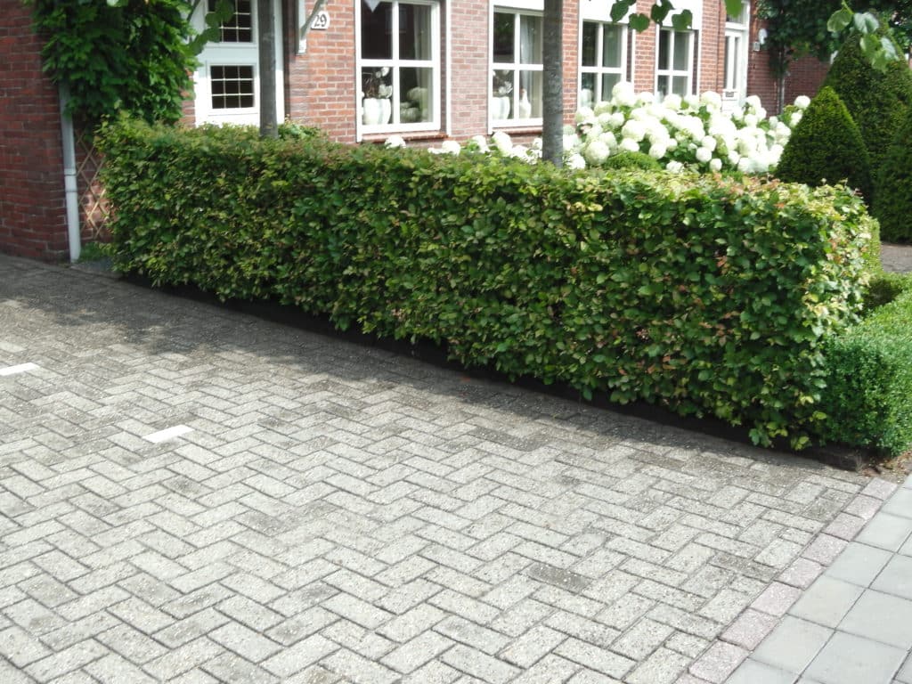 Buy Beech Hedge Plants Beech Hedging by Hopes Grove Nurseries