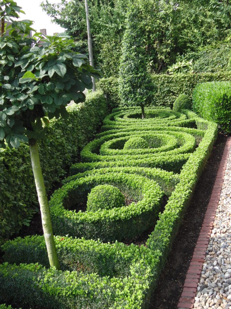 intricate parterre hedge design of Buxus sempervirens Common Box
