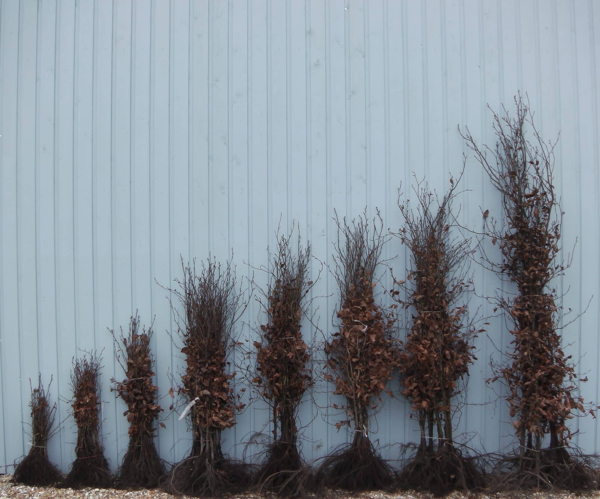 Buy Bare Root Hedge Plants Bare Root Hedging Hopes Grove Nurseries