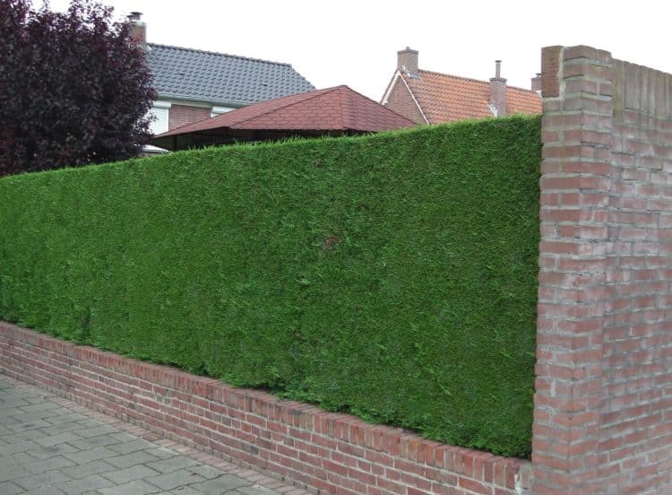 200 X 35-45cm LEYLANDII GREEN EVERGREEN CONIFER HEDGING LEYLANDII PLANT POTTED