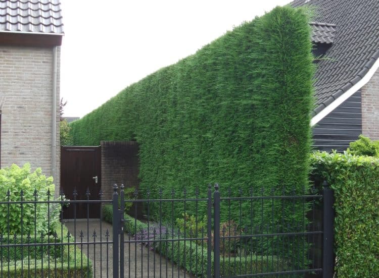 Modern Tall Privacy Hedges for Small Space