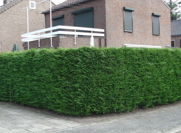 Leylandii Hedging Plants Leylandii Hedges