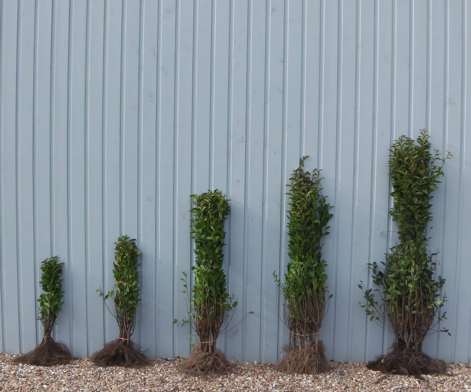 Buy Bare Root Hedge Plants Bare Root Hedging Hopes Grove Nurseries