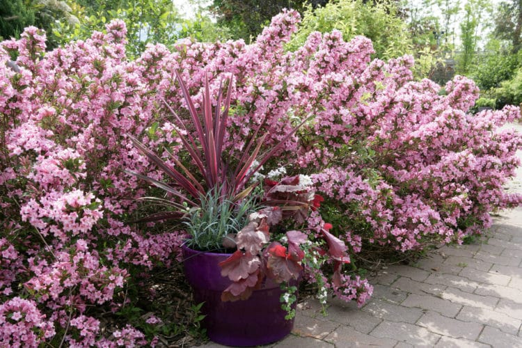 Weigela Rosea Hedging Plants (Weigela Florida)