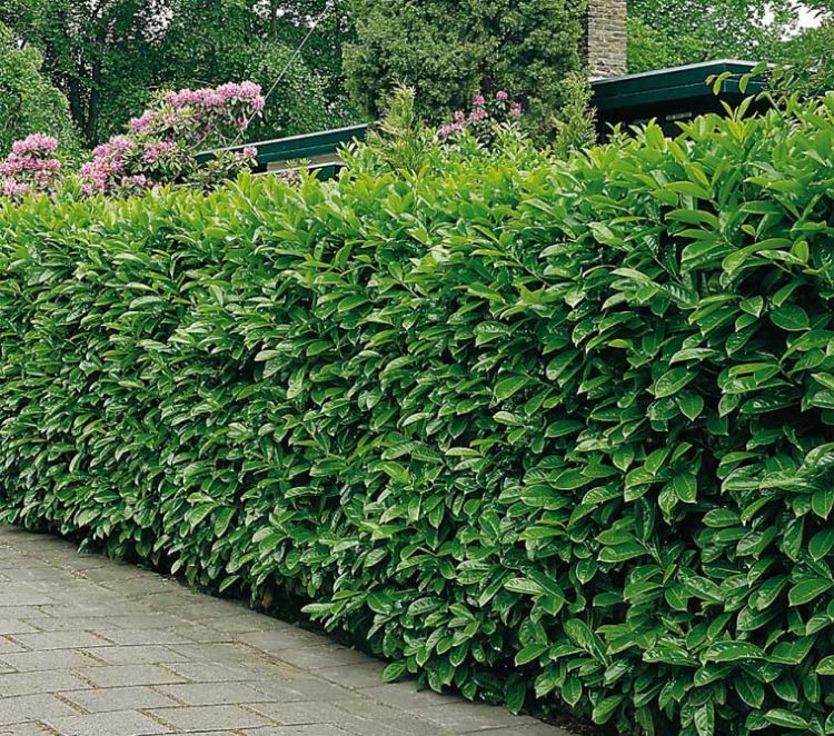 buy-prunus-laurocerasus-caucasica-hedging-laurel-caucasica-hedge-plants