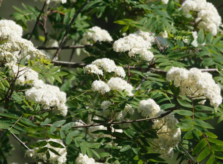 Mountain Ash Hedging Plants Bare Root & Potted Hedging