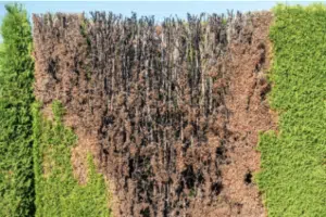 browning hedge