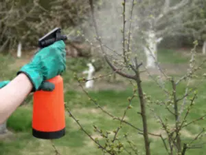 spraying hedges