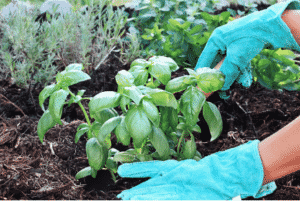 basil plant