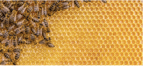 honey bees and honeycomb