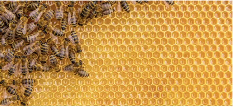 honey bees and honeycomb